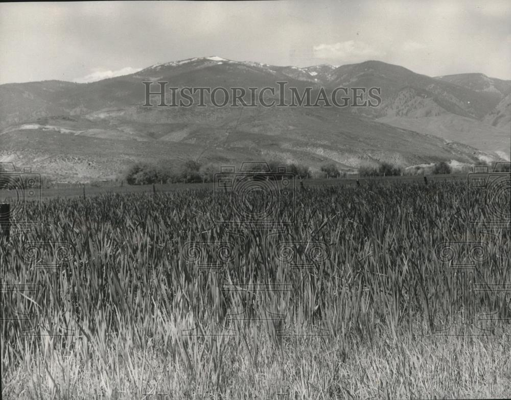 1957 Press Photo Ccattail waves from almost every roadside slough and pasture - Historic Images