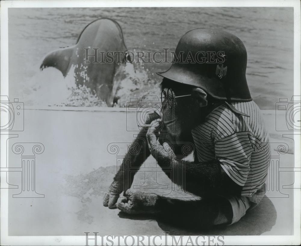 1972 Press Photo Sea World - Historic Images