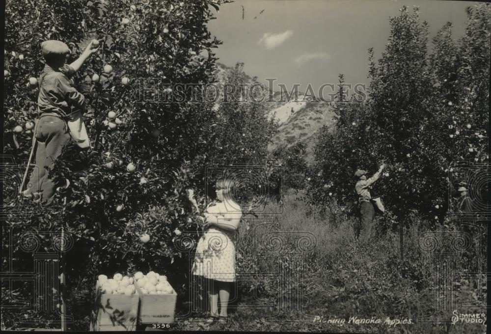 1940 Press Photo Apples - Historic Images