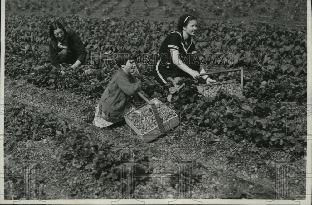 1937 Press Photo Strawberry Picking - spx09060 - Historic Images