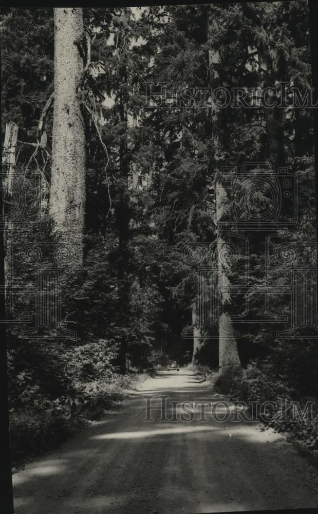 1940 Press Photo A shady forest road on the Olympic Peninsula - spx09511 - Historic Images