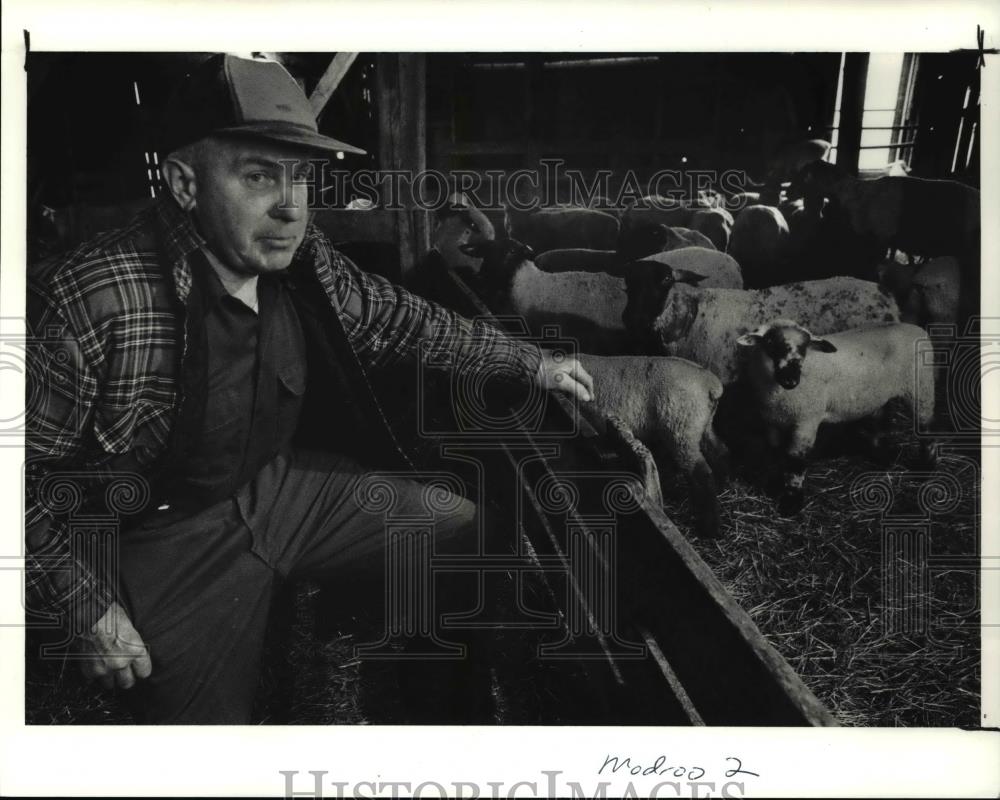 1991 Press Photo Harry Modroo continues raising sheep on his farm in Russell - Historic Images