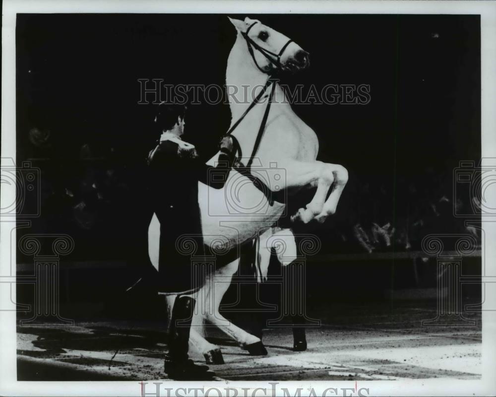 1983 Press Photo Royal Lipizzan Stallion - cva37708 - Historic Images