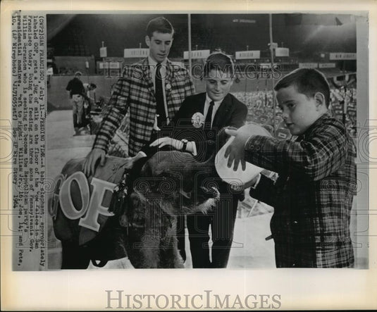 1964 Wire Photo Governor William Scranton's sons feed the GOP labeled elephant - Historic Images