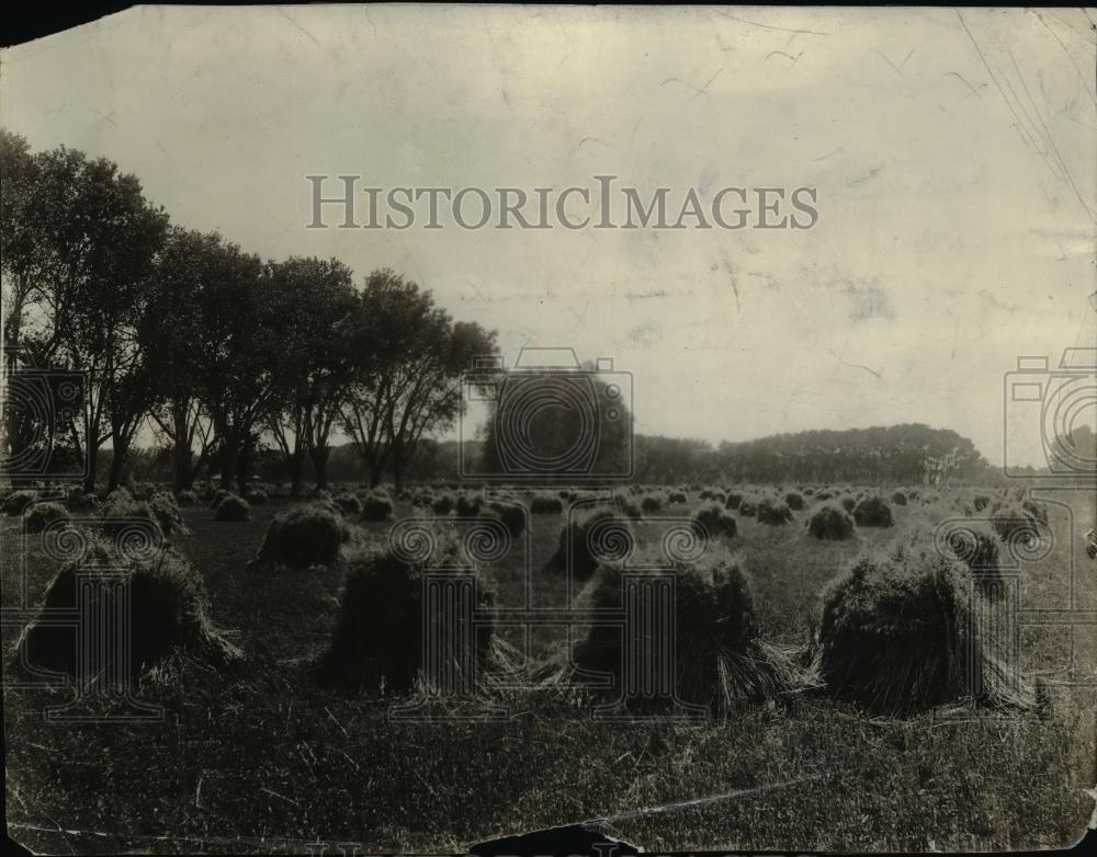 Press Photo Small grains grown and baled in Roswell, New Mexico district - Historic Images