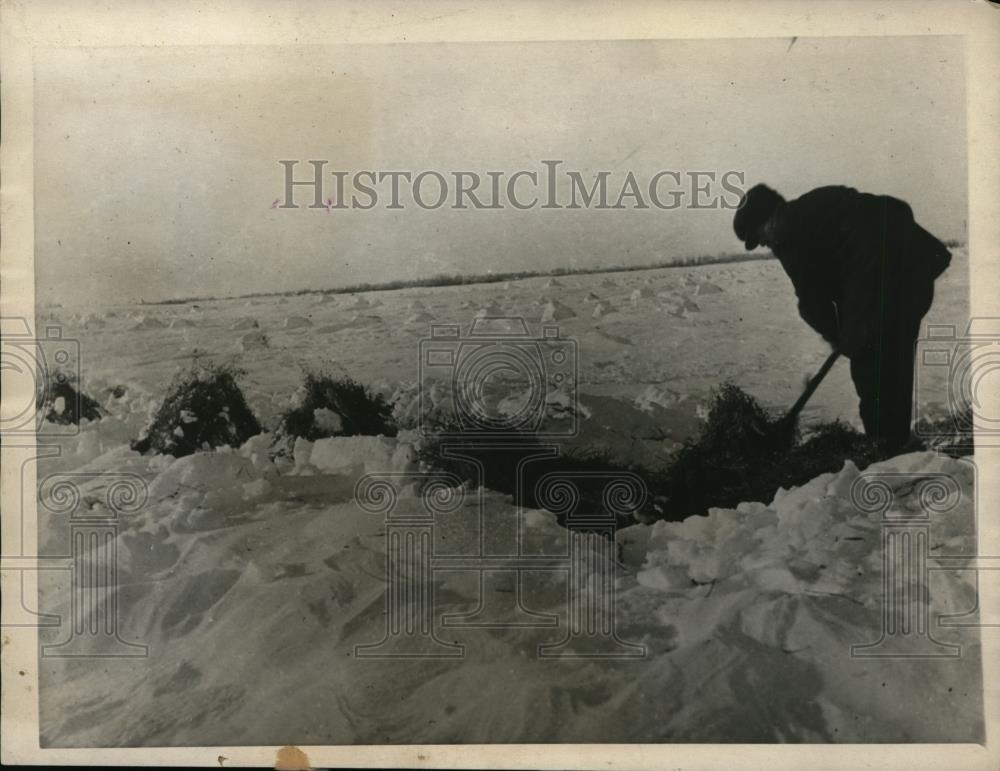 1922 Press Photo Saskatchewan farmer digging through snow get to harvest - Historic Images