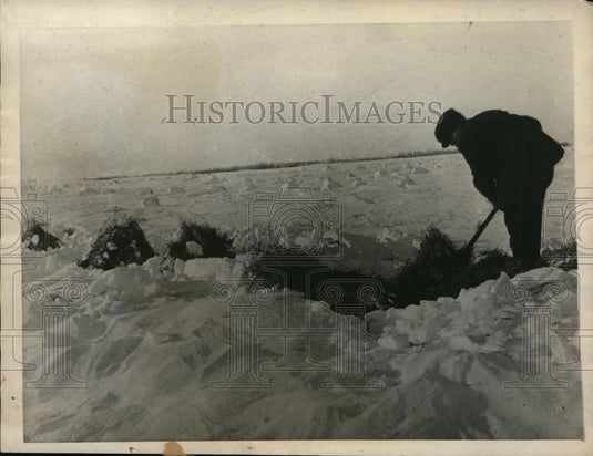 1922 Press Photo Saskatchewan farmer digging through snow get to harvest - Historic Images