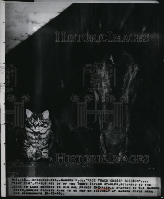 1956 Press Photo Racehorse Prince Krjohaled & stable pet Tiny Tim at Camden NJ - Historic Images