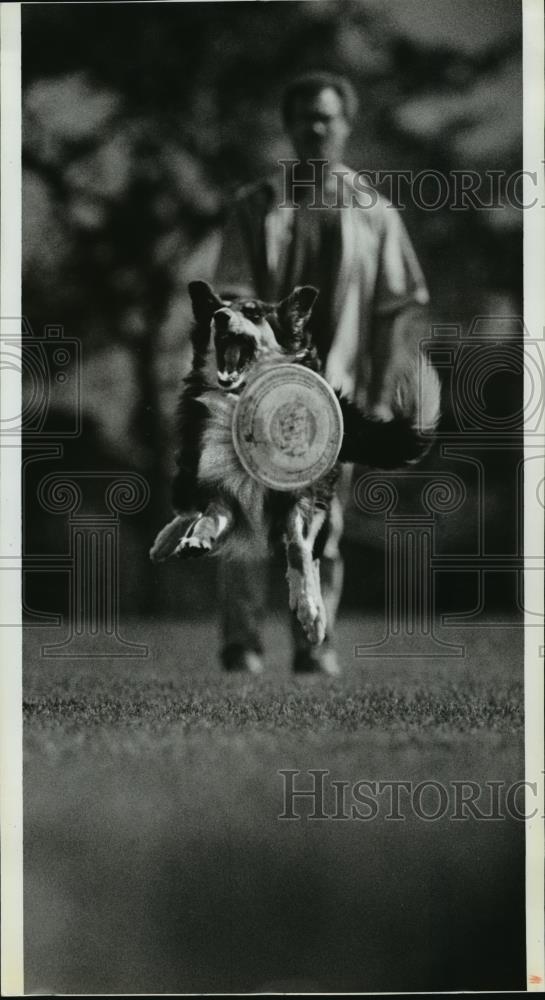 1993 Press Photo Maddy the border collie jumps for Frisbee at Shadle Park - Historic Images