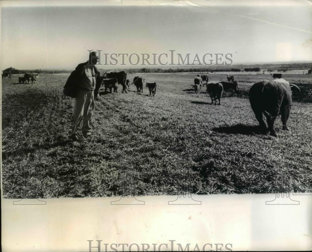 1965 Press Photo President Lyndon B. Johnson Walking in Cattle Range - nef21483 - Historic Images