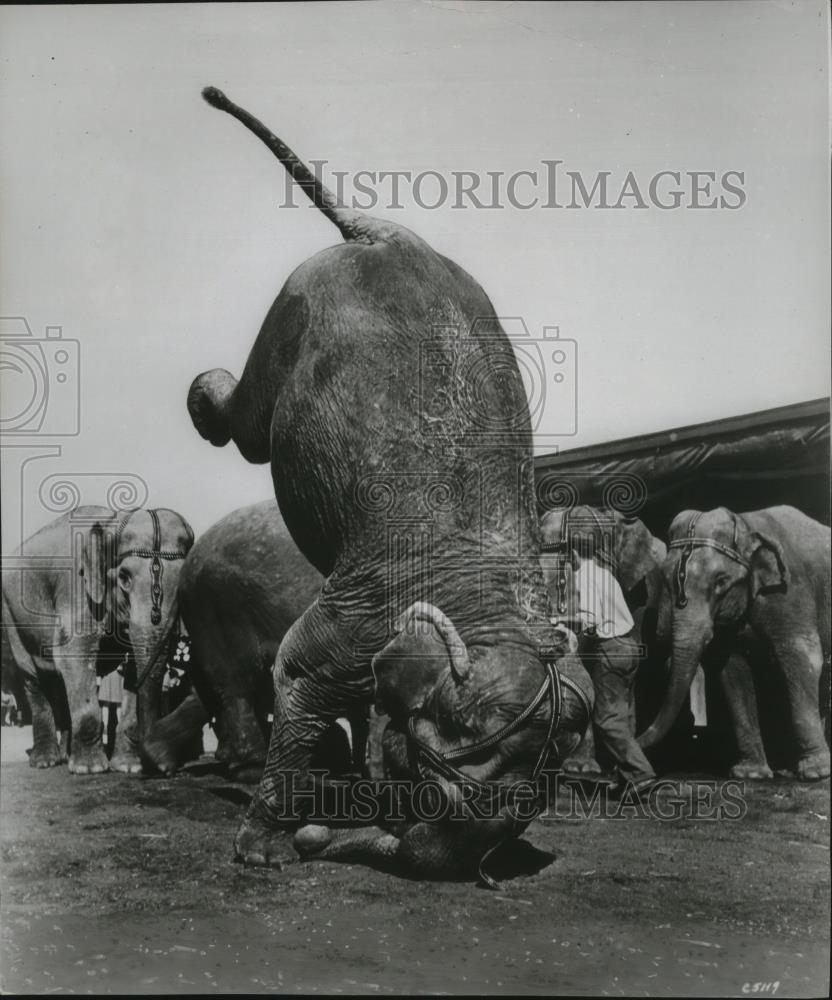 1955 Press Photo Jewel rehearses head stand for elephant act Mama's In the Park - Historic Images