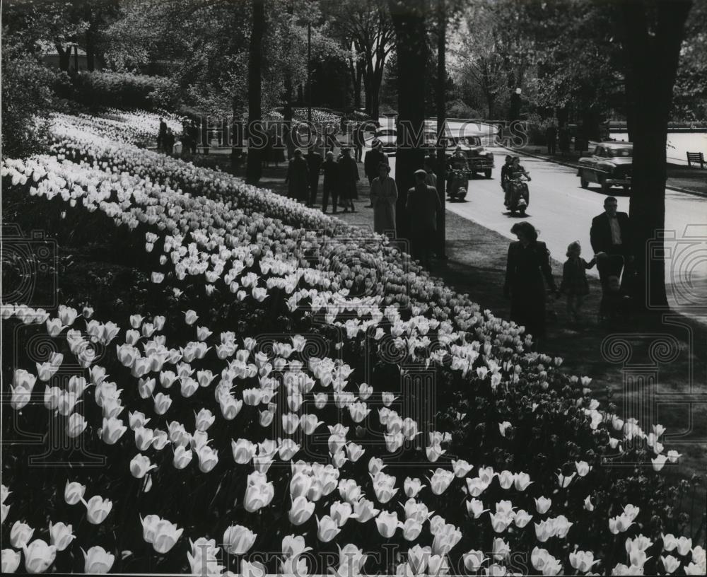 1958 Press Photo Tulips along scenic drives of Canada's capital city of Ottawa - Historic Images