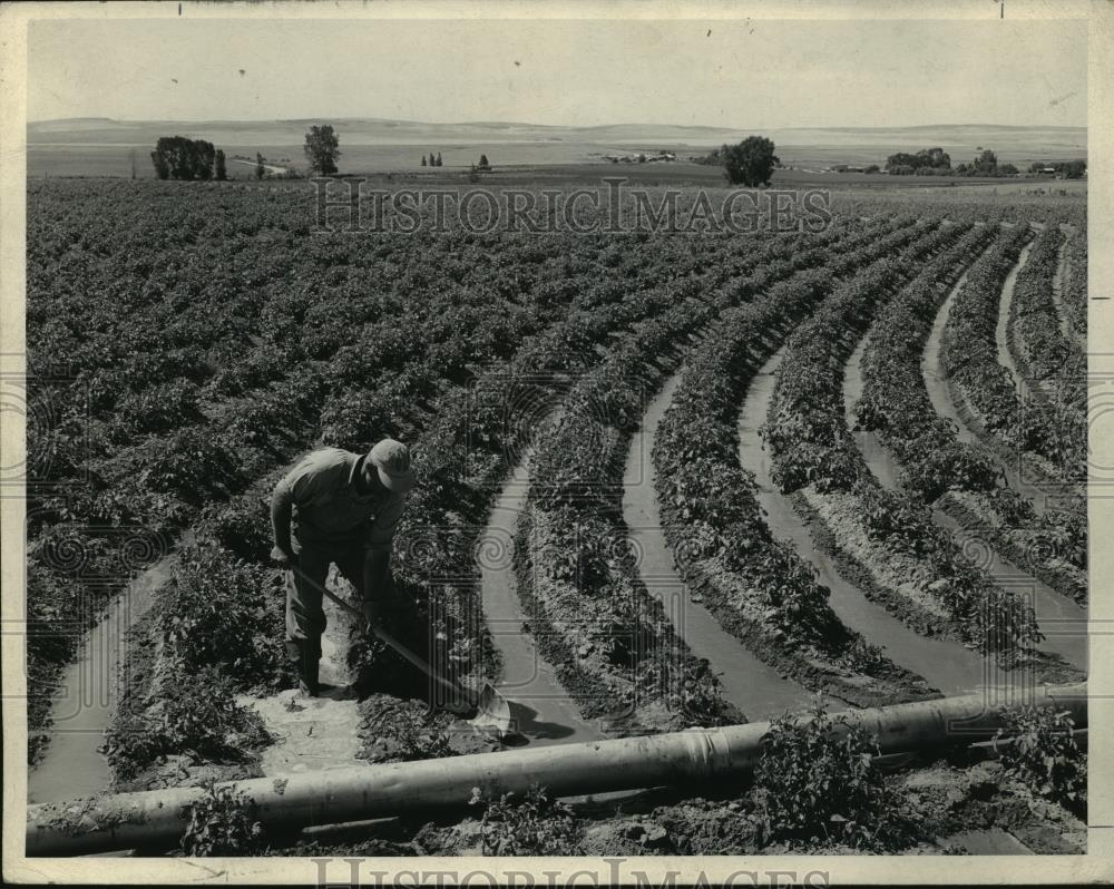 Press Photo View of the irrigation in George W. Lovell Farm, Ririe, Idaho - Historic Images