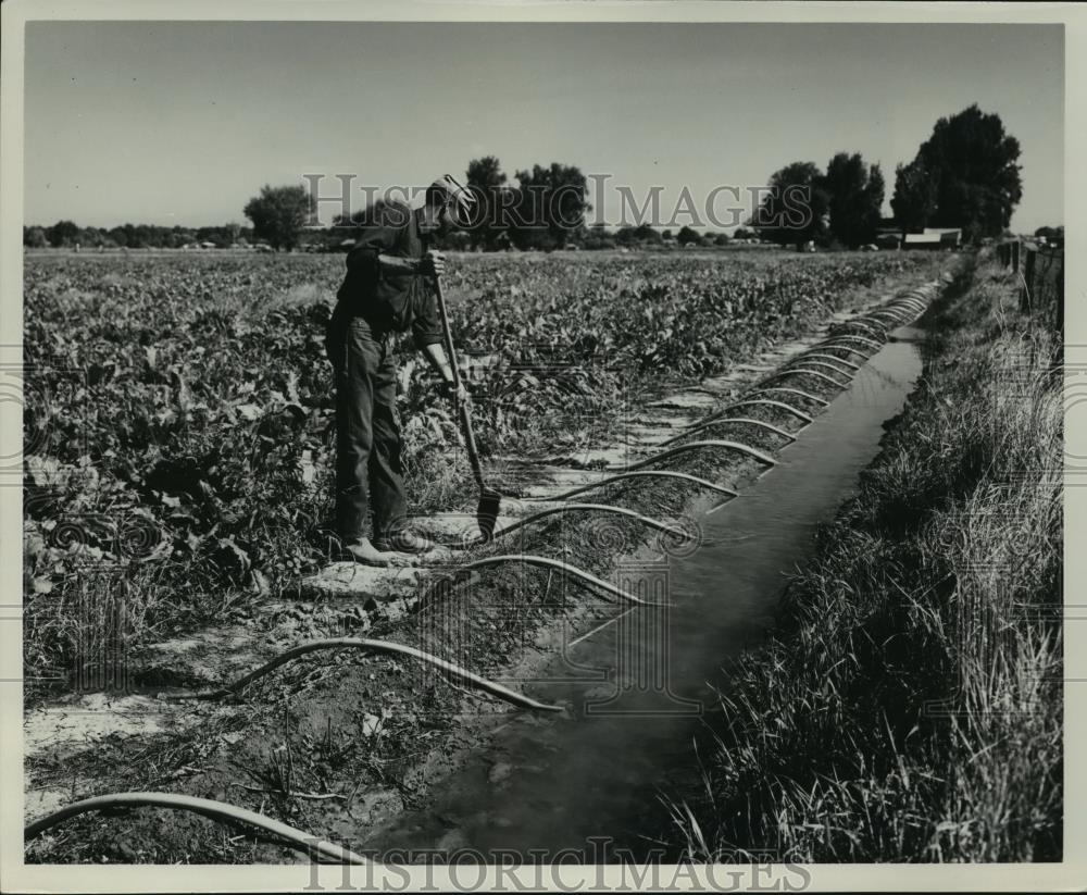 1949 Press Photo Irrigation system in a farm at Willamette Valley sp