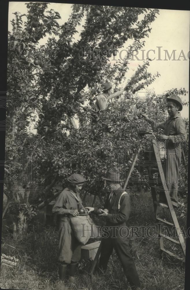 1936 Press Photo Orchard Scene - spx11649 - Historic Images