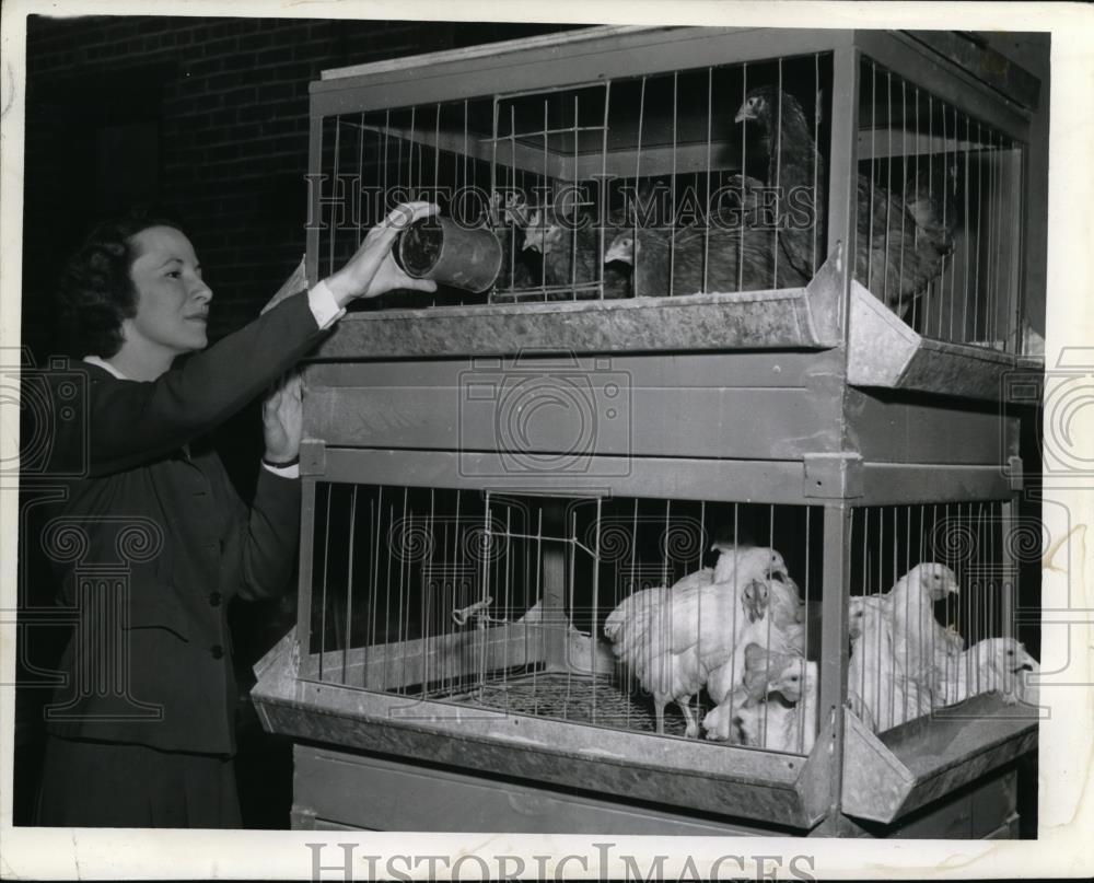 1945 Press Photo Mrs. Lausche in Henhouse. - nee68236 - Historic Images