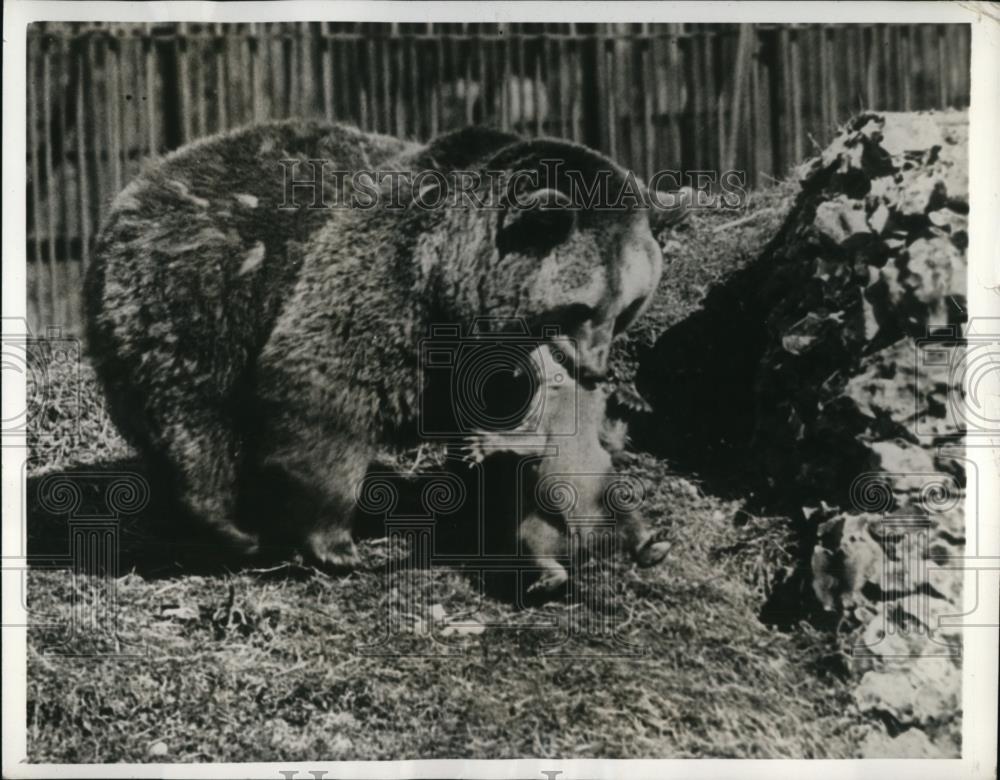 1943 Press Photo Baby bear at Whipsnade zoo is transported into spring sunshine - Historic Images