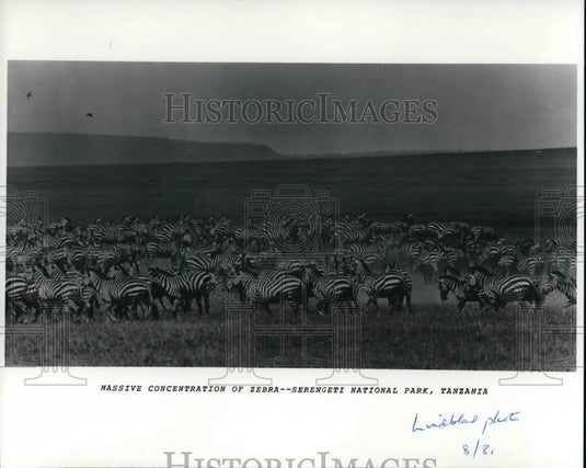 1986 Press Photo Zebra in Serengeti National Park, Tanzania Africa - cva21741 - Historic Images