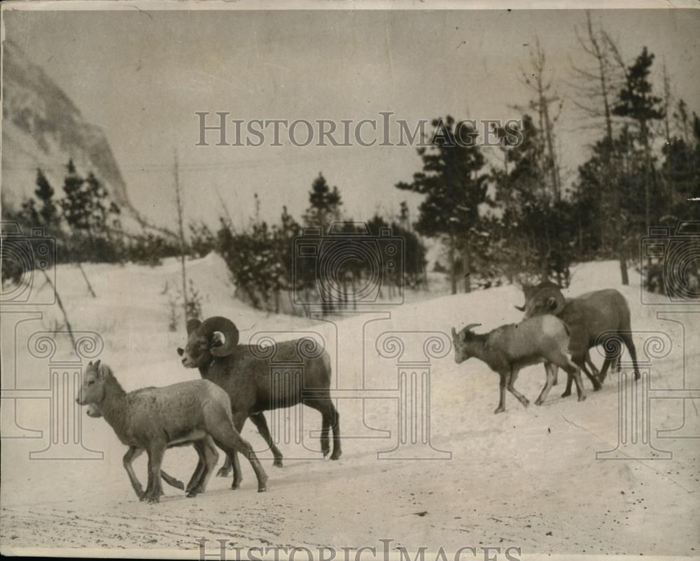 1924 Press Photo Rare Mountain Rams Begin Unseasonal Winter Routine - nef31905 - Historic Images