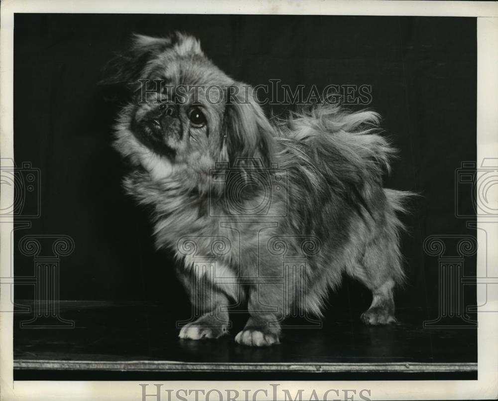 1942 Press Photo Specialty show of the Pekingese Club of America - neny05504 - Historic Images