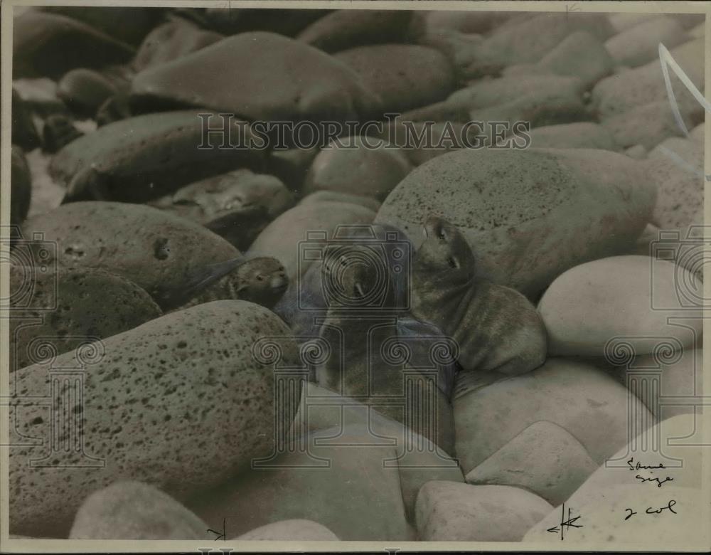 1923 Press Photo Baby Seals Amidst Rocks - nef31170 - Historic Images