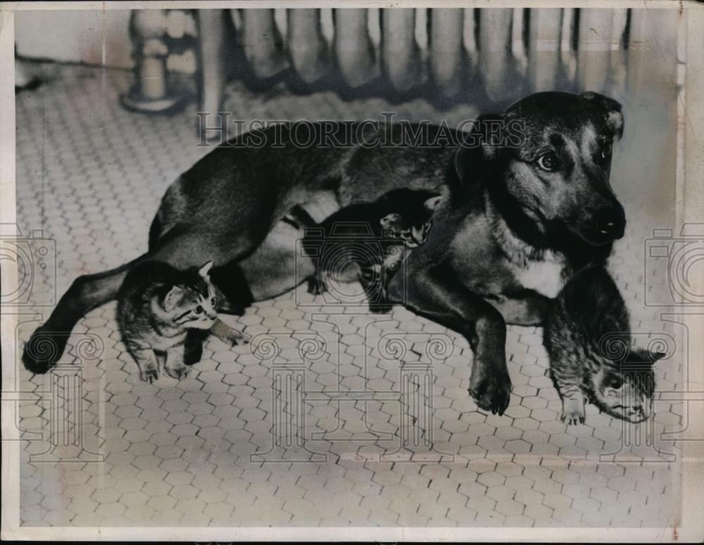 1937 Press Photo Brownie Police Dog of Brooklyn New York adopts Kitten - Historic Images