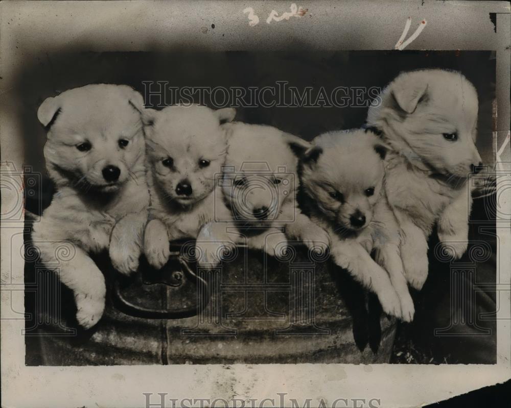 1935 Press Photo Spitz Puppies - nef40597 - Historic Images