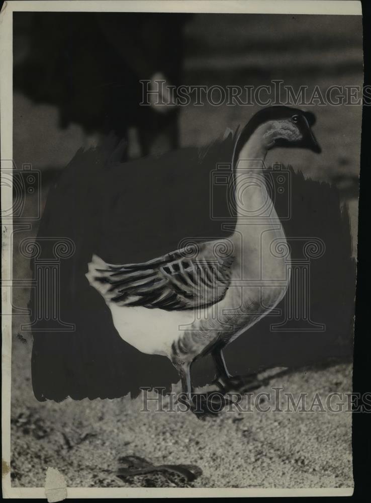 1930 Press Photo Goose &quot;Johnnie&quot; returns home for the season - nef45638 - Historic Images