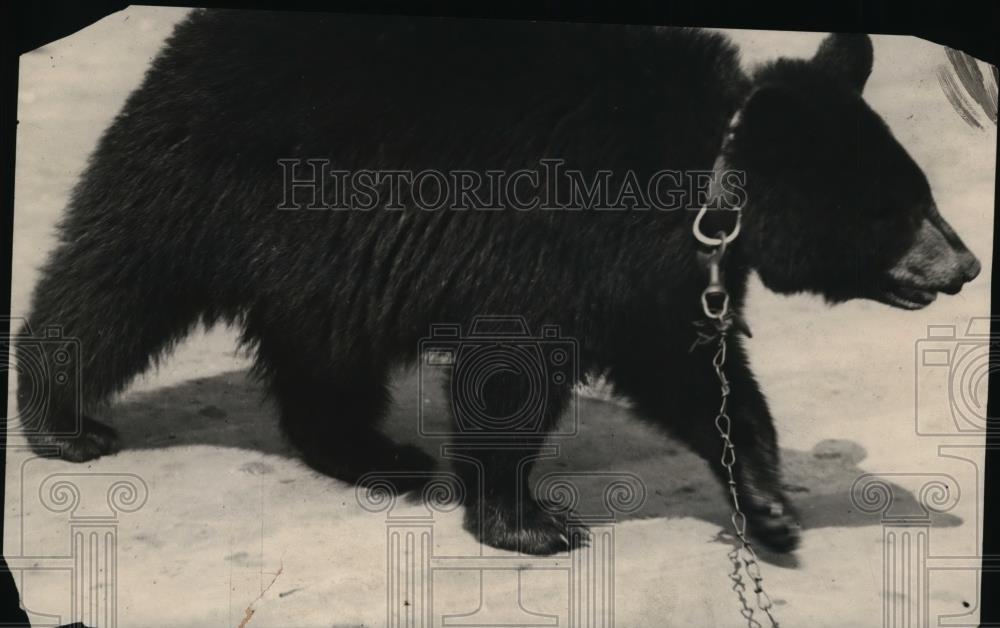 1923 Press Photo Snilzky, Alaskan Bear Cub - nef49546 - Historic Images