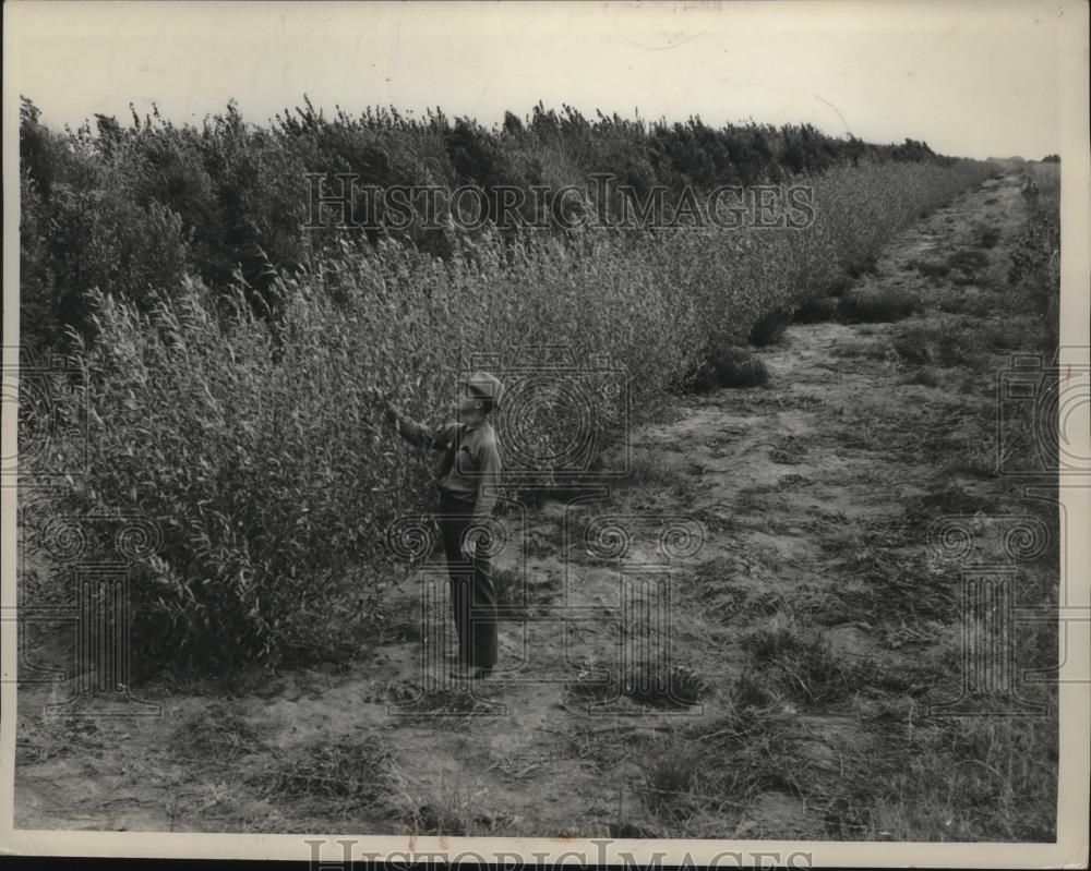 1939 Press Photo Inspection of Trees in Neligh, Nebraska - nef54041 - Historic Images