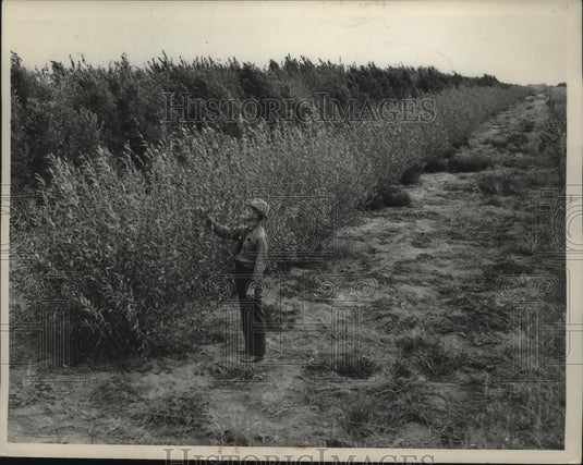 1939 Press Photo Inspection of Trees in Neligh, Nebraska - nef54041 - Historic Images