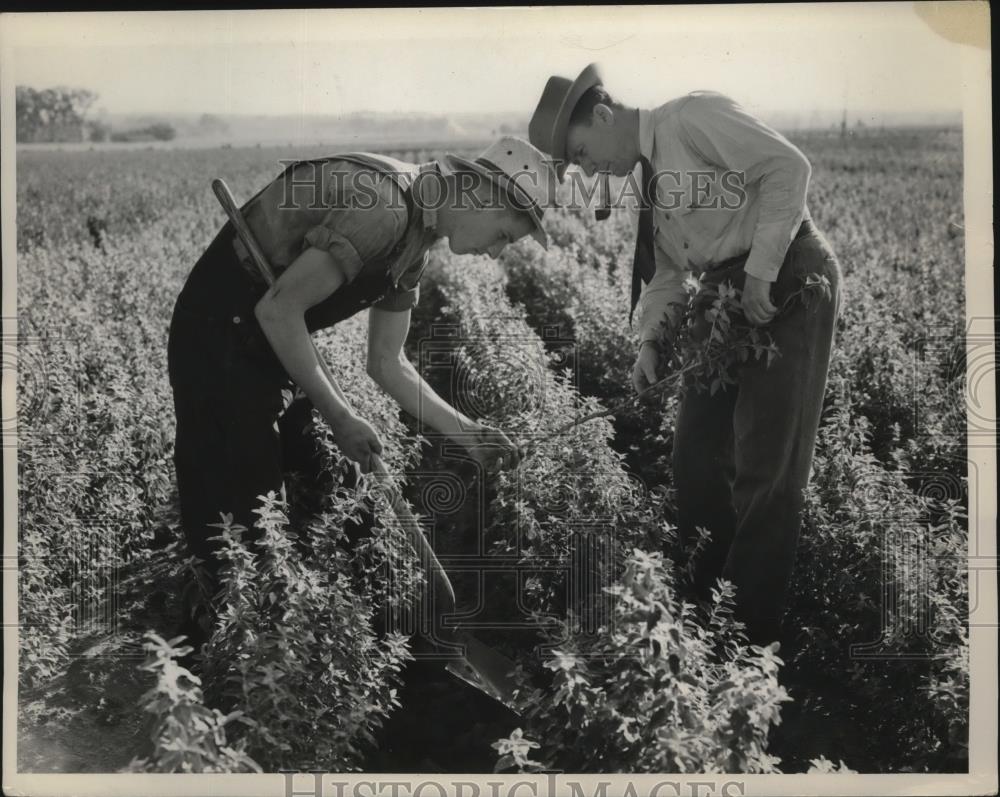 1939 Press Photo Examining Seedling Roots at Norfolk, Nebraska - nef54043 - Historic Images