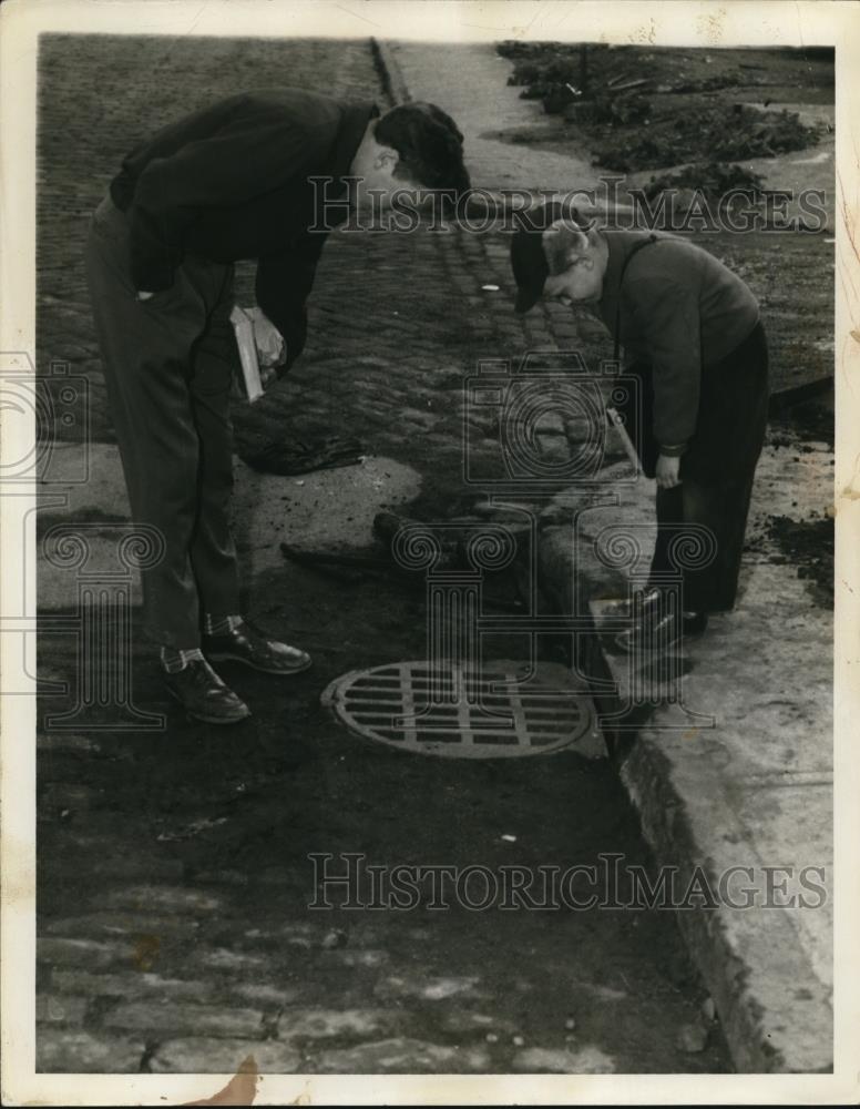 1954 Press Photo Boys Looking in Sewer Where $20 Gold Piece was Found, Ohio - Historic Images