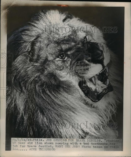 1949 Press Photo "Pharoah" the 12-year old lion with bad toothache, Philadelphia - Historic Images