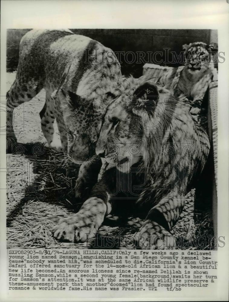 1974 Press Photo Samson, 14-mos-old African Lion in San Diego County Kennel, CA - Historic Images