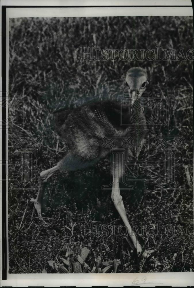 1967 Press Photo Whooping Cranes hatched in incubators at Patuxent Wildlife - Historic Images