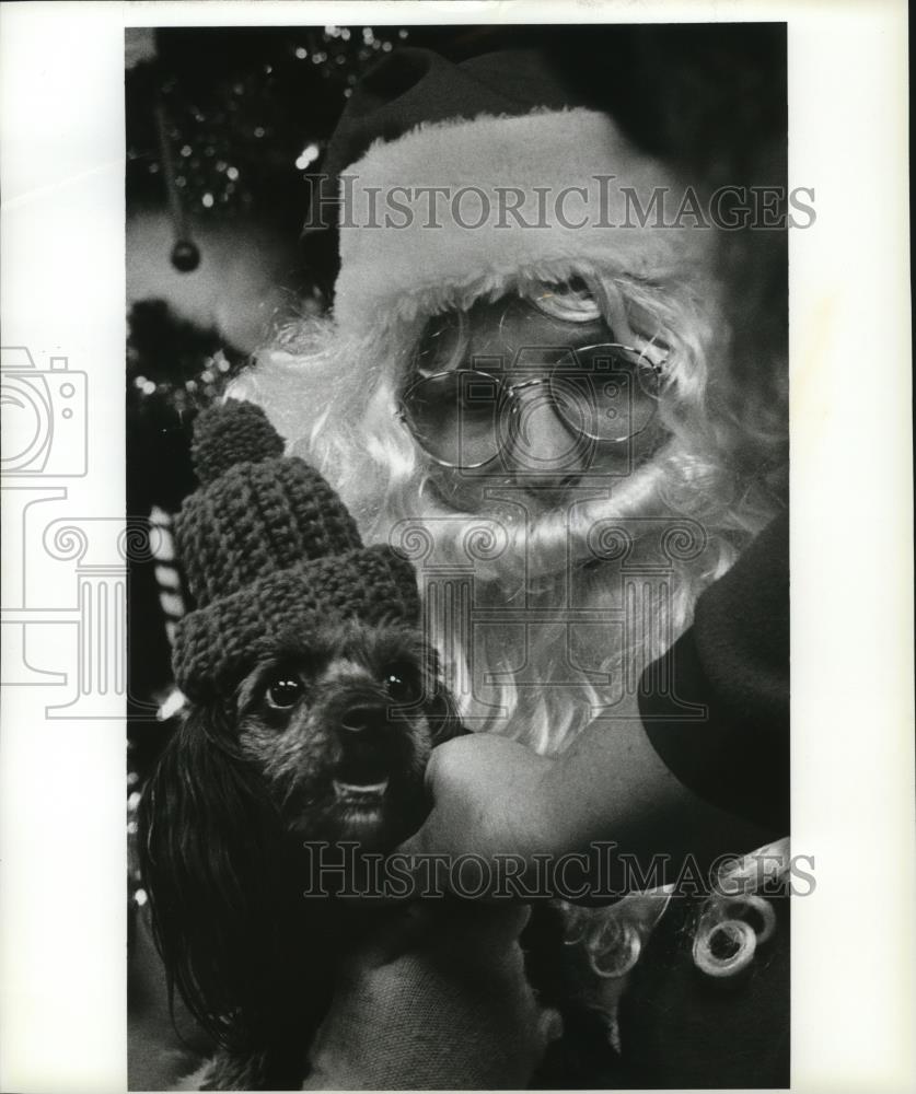 1992 Press Photo Cockapoo Chrisi during a visit with Santa at Evergreen Pet Shop - Historic Images