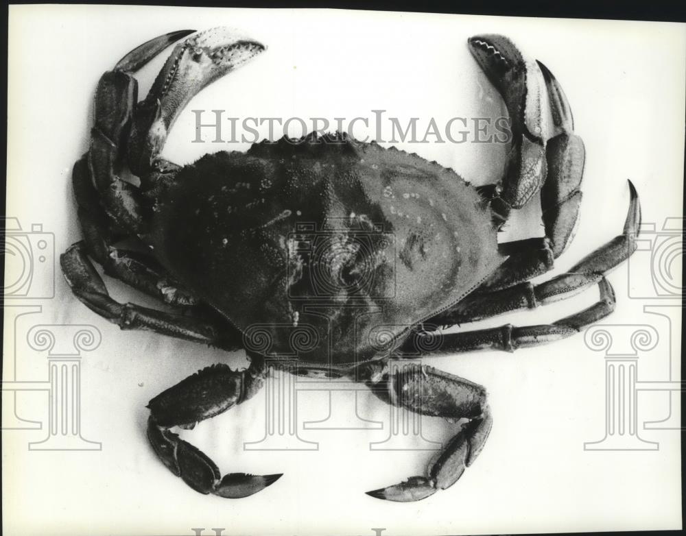 1983 Press Photo Upper view of crab - spa38735 - Historic Images