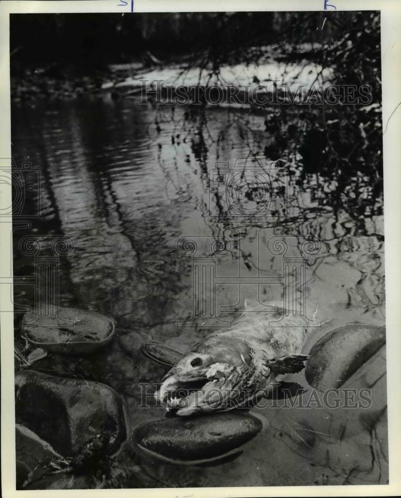 1982 Press Photo Salmon dies after spawning in rivers of birth - orb45781 - Historic Images