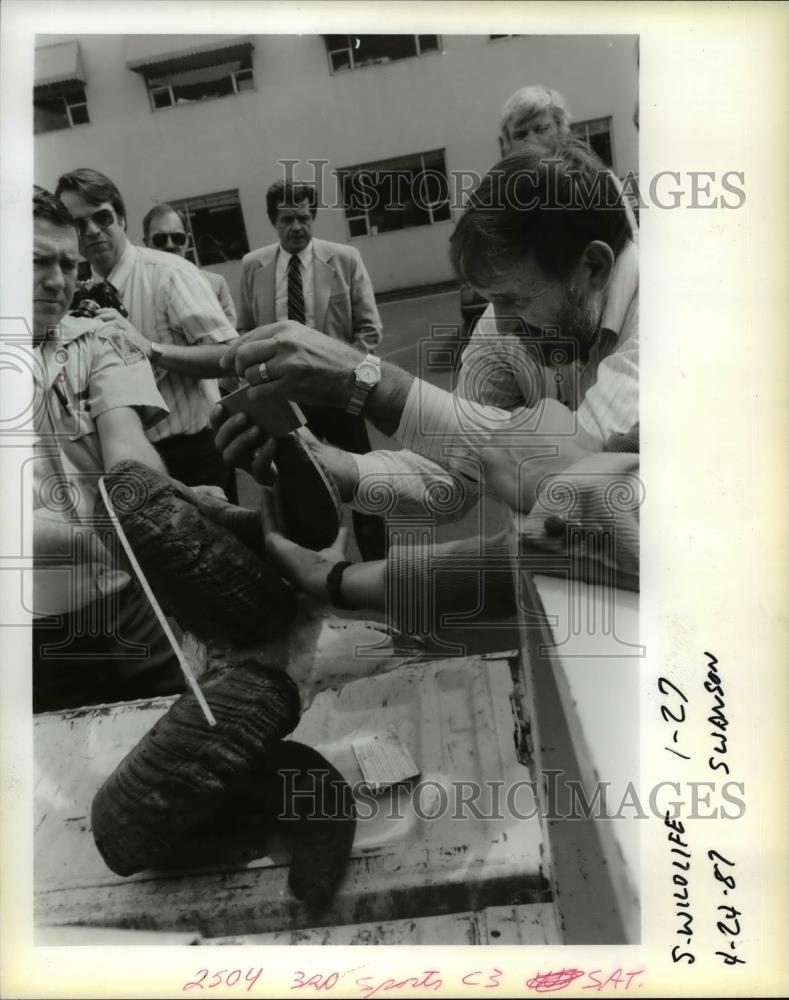 1987 Press Photo Elvin Hawkins measures Rocky Mountain bighorn sheep - Historic Images