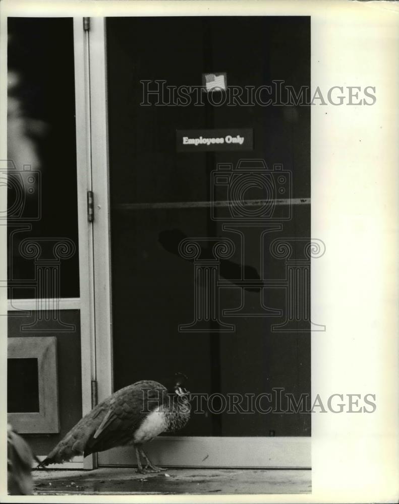 1982 Press Photo Washington Park Zoo Oregonian-Guinea Fowl - orb49245 - Historic Images