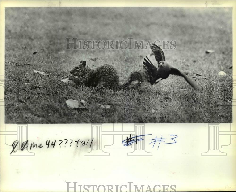 1983 Press Photo Squirrel and bird at the Blue Lake Park - orb52259 - Historic Images