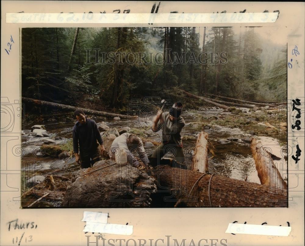 1986 Press Photo Fallen trees-Fish Creek-Oregon - orb53083 - Historic Images