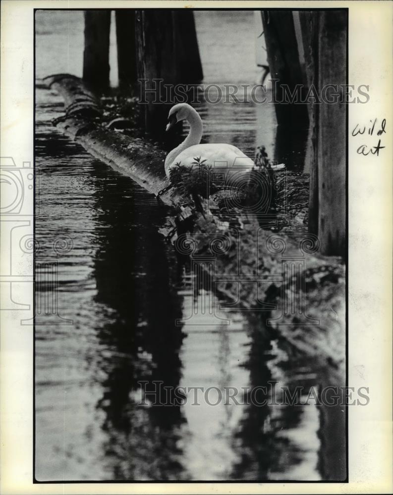 1983 Press Photo Sleeping Swan - orb53261 - Historic Images