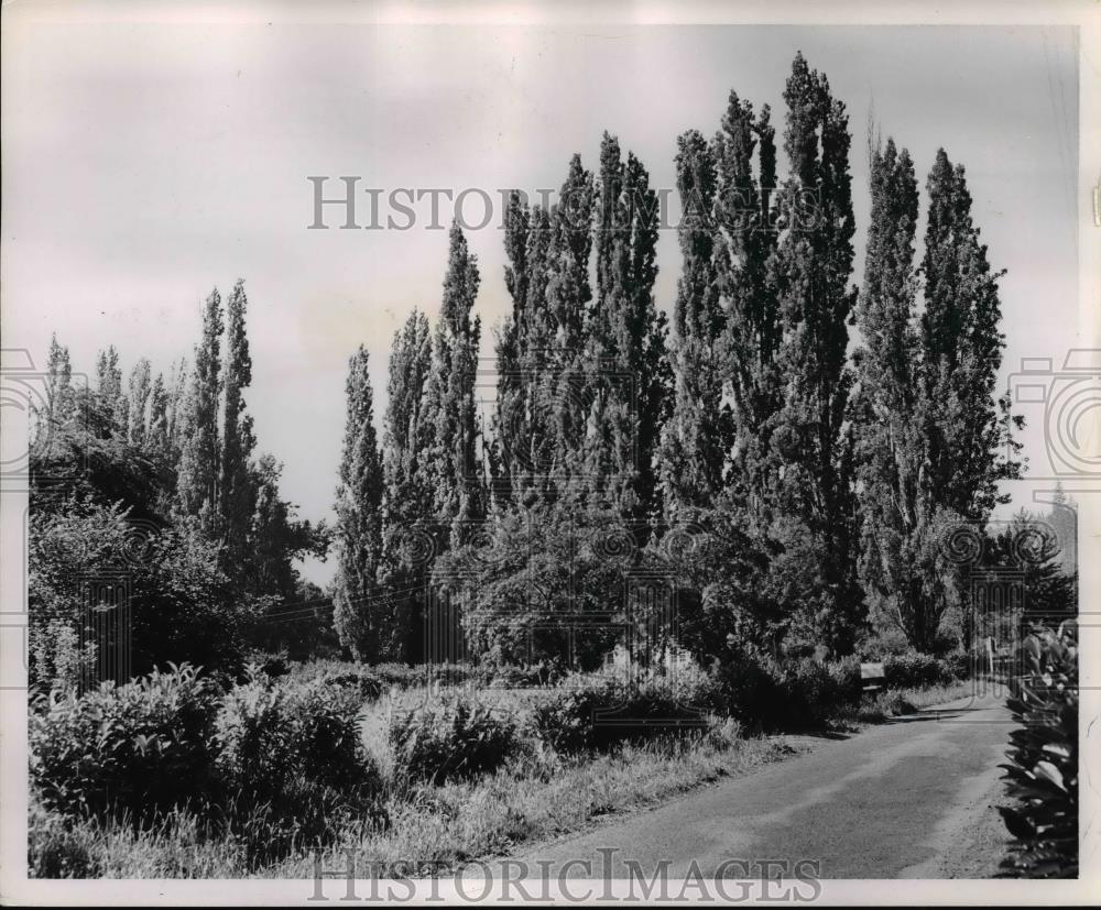 1953 Press Photo Famous popular drive in Glenmorrie lines road from Willamette - Historic Images