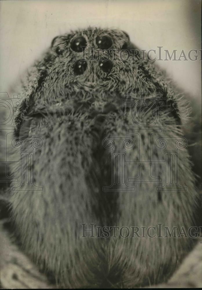1937 Press Photo Tarantula spider - orb57471 - Historic Images