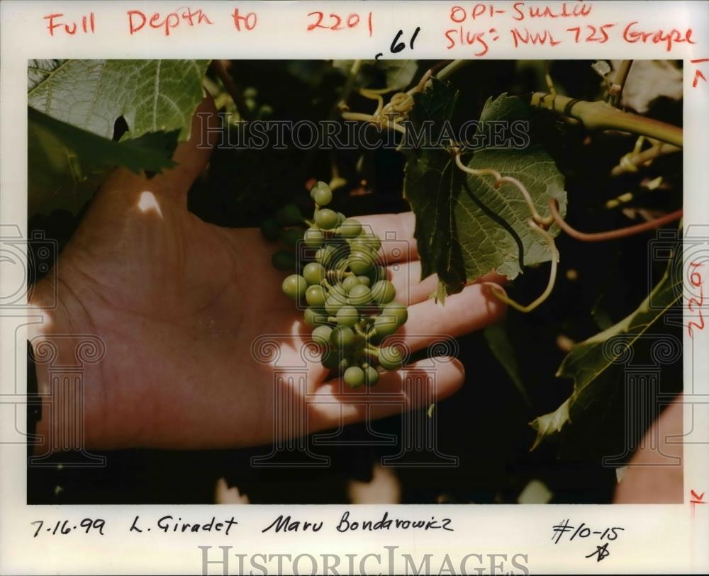 1999 Press Photo Oregon - Giradet Winerm Wine - orb58340 - Historic Images