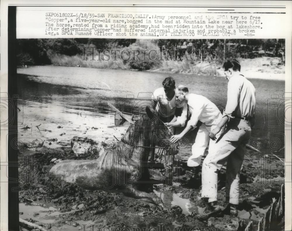 1959 Press Photo Army personnel try to free Copper, a mare stuck in mud - Historic Images