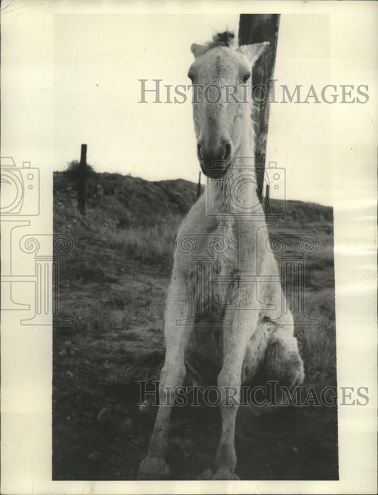 1936 Press Photo Horse sitting on its hind at Little Mormon colony, St David, AZ - Historic Images