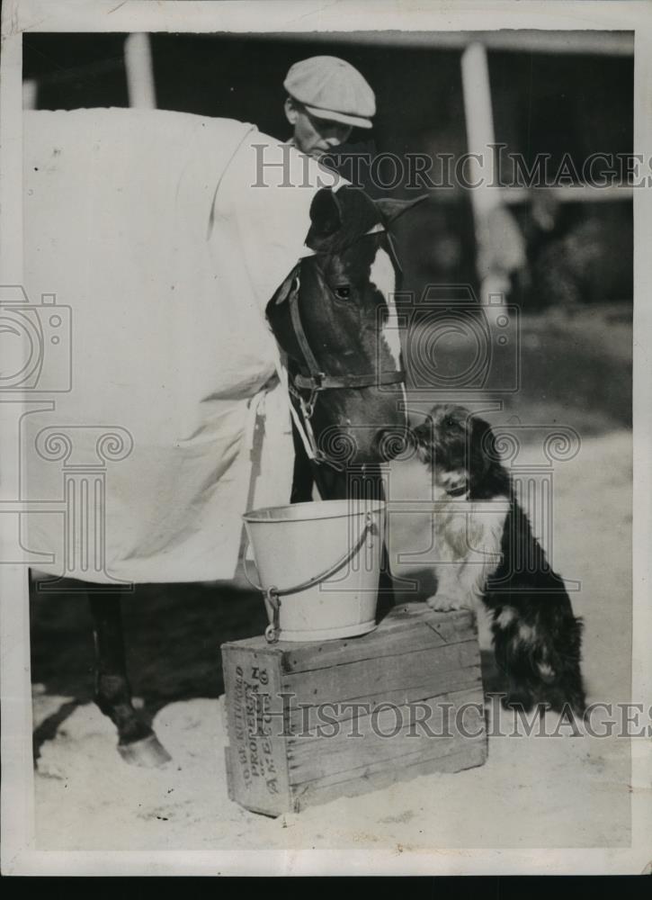 1936 Press Photo Racehorse Pancho at Santa Anita track stables - net33326 - Historic Images